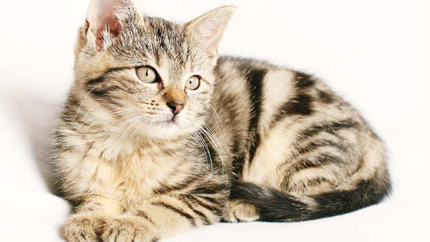 Co byste měli vědět když si pořizujete kočku