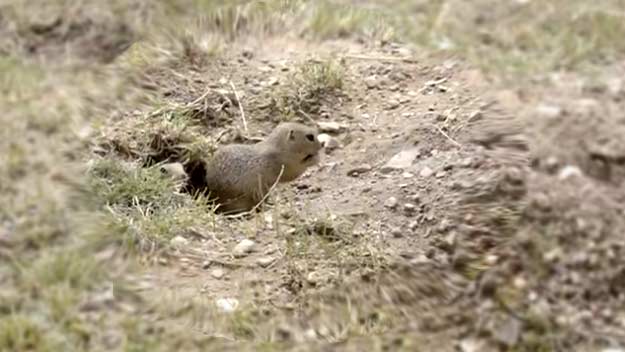 Sysli ze Zoo Praha stěhují k Českému středohoří