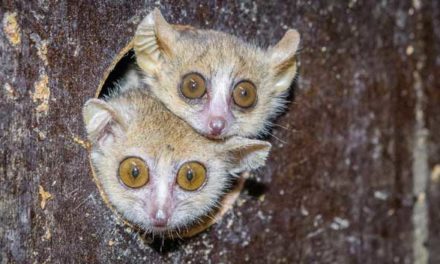 Makiho Ganzhornova odchovává pražská zoo jako jediná v Evropě