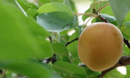 Oživení starých odrůd: plody téměř zapomenutých třešní a meruněk