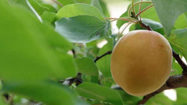 Oživení starých odrůd: plody téměř zapomenutých třešní a meruněk
