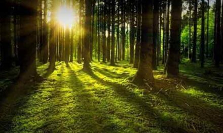 Pobyt v lesích prospívá zdraví, zjistili vědci