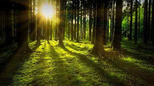 Pobyt v lesích prospívá zdraví, zjistili vědci