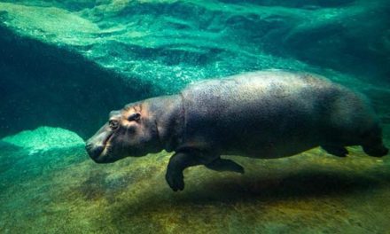 Slavnost Zoo Praha. Znovuotevření Pavilonu hrochů