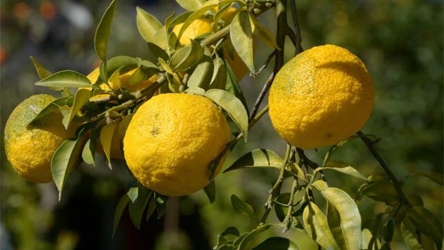 Jak si dopřát vitamin C netradičním způsobem? Zkuste Yuzu tea