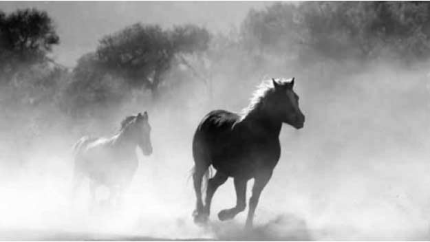 Svátečně nedělní ráno. Z veršů Ivy Zemanové