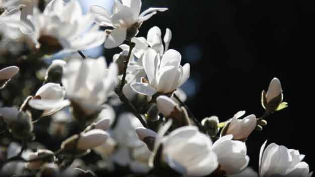 12. dubna opět otevře Botanická zahrada venkovní expozice