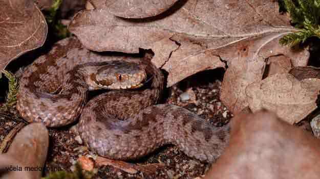 Hadi na našem území nejsou smrtelně nebezpeční. Ani zmije