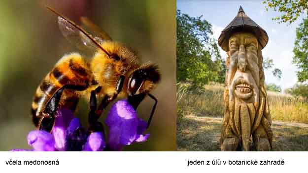 Trojská botanická zahrada obnovuje a posiluje včelstvo