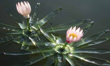 Nová PET Tropicana v trojské Fata Morganě