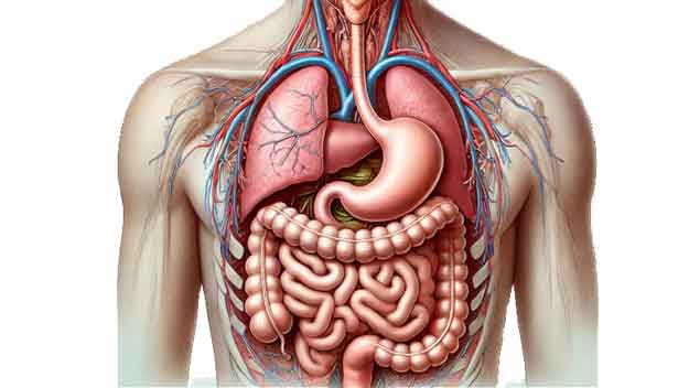 Jak významná je pro nás trávicí soustava