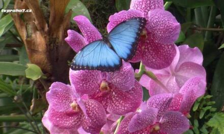 Výstava tropických motýlů ve Fata Morgana začíná o Velikonocích